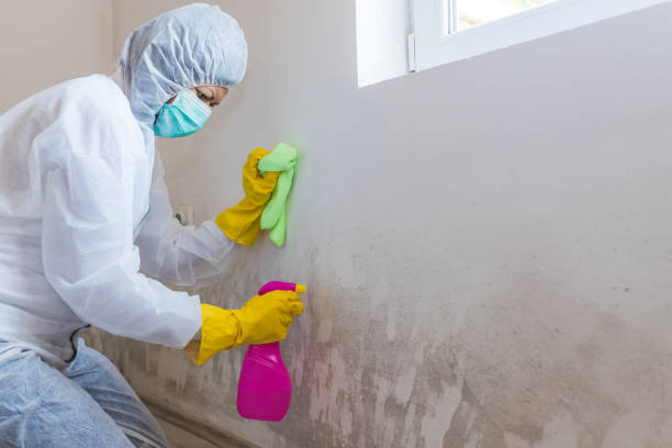 Best Mold Odor Removal Services  in Kasson, MN