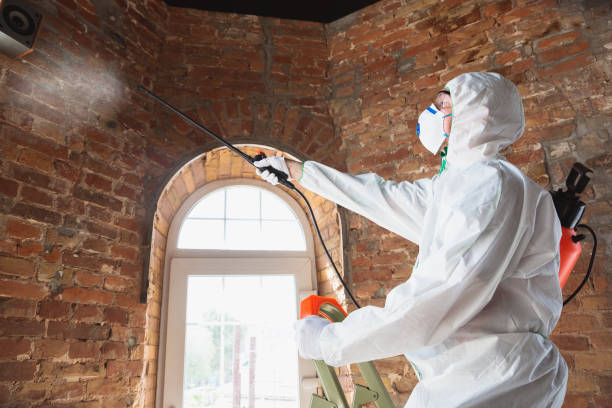 Best Mold Removal for HVAC Installations  in Kasson, MN